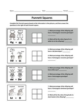 Punnett Square Practice Worksheet Pdf Answer Key Archives