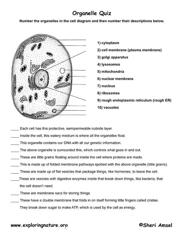 7th Grade Mitosis Worksheet Cell Division Reinforcement Answer Key