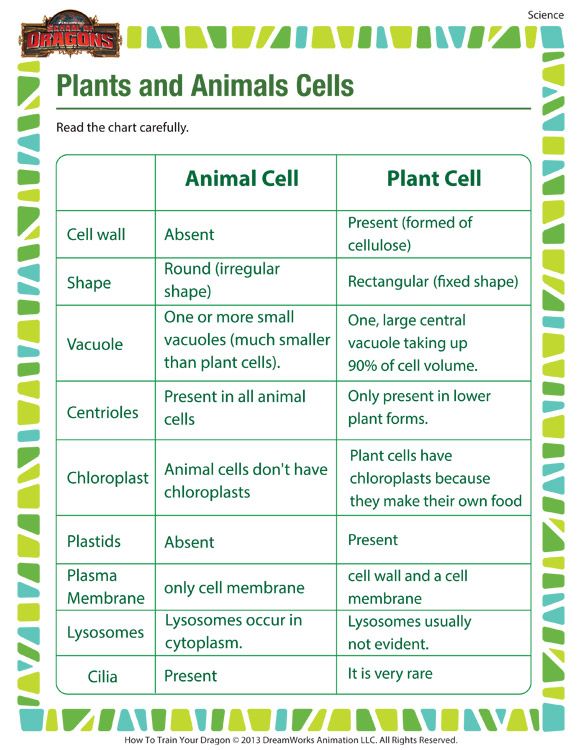5 Similarities Of Plant And Animal Cells