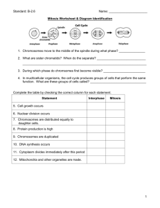 Mitosis Worksheet And Diagram Identification Answer Key Quizlet