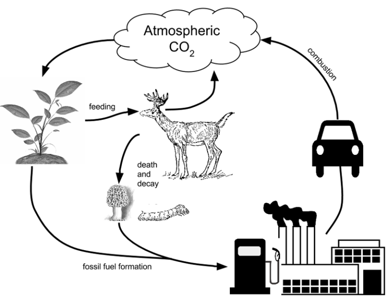 Carbon Cycle Worksheet Pdf