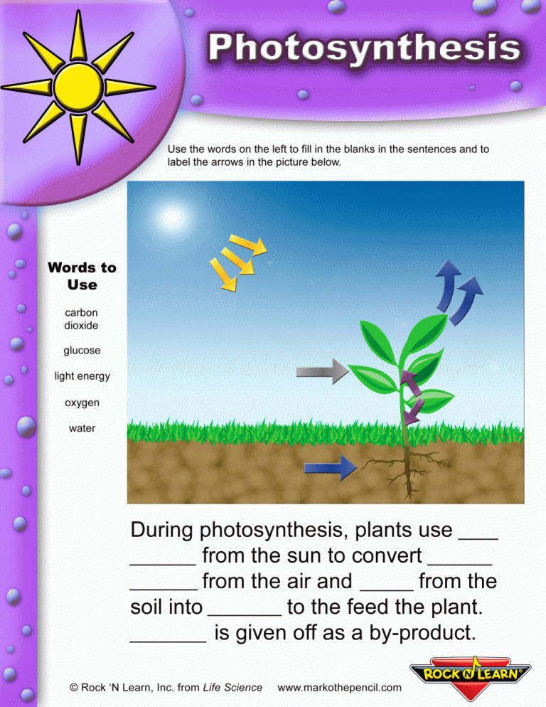 Photosynthesis Worksheet 3rd Grade