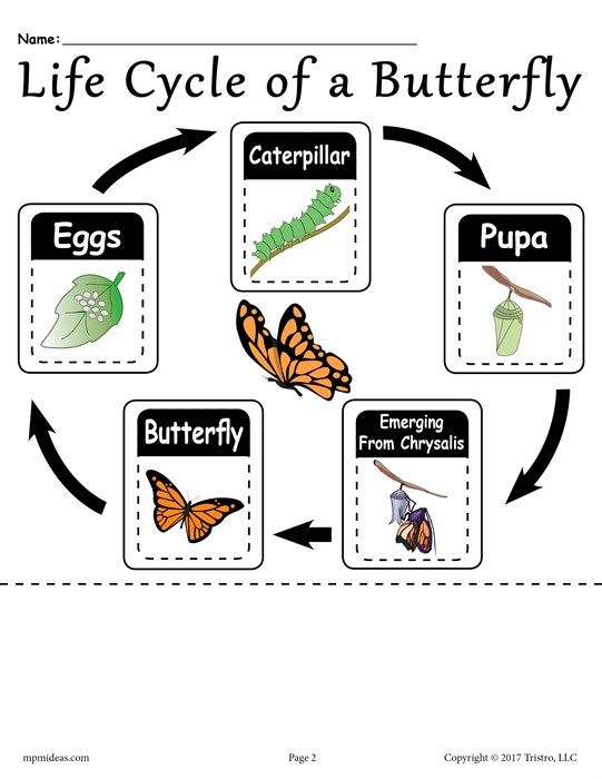 Butterfly Life Cycle Worksheet Free