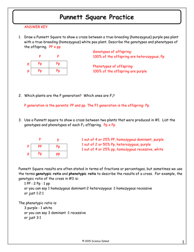 Punnett Square Worksheet 1 Answer Sheet