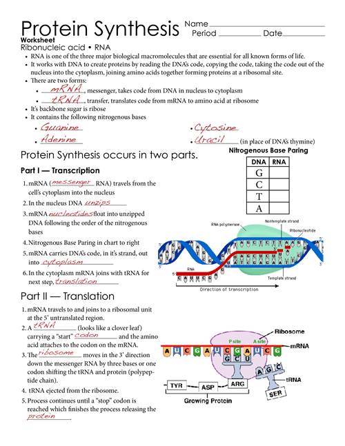 Biology Transcription And Translation Worksheet