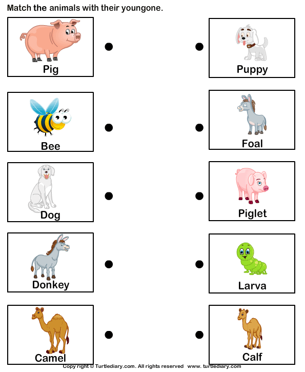 Matching Animals Worksheet For Grade 1