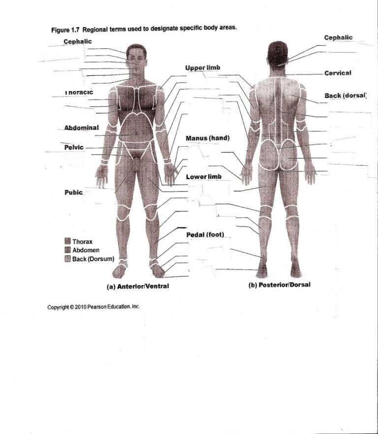 Anatomy Worksheets For Medical Students