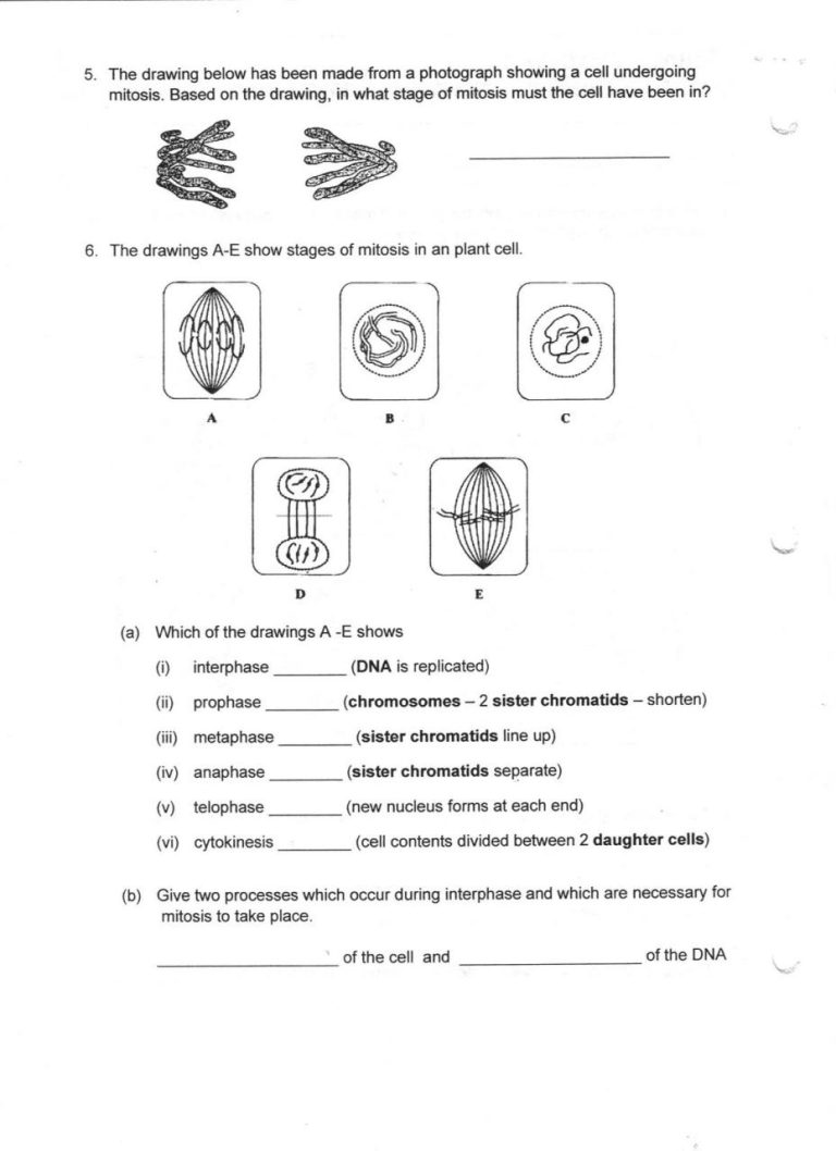 Mitosis Worksheet Answers