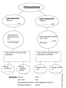 Amoeba Sisters Photosynthesis Worksheet Answers