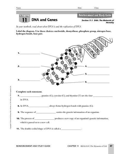 Dna Replication Practice Worksheet