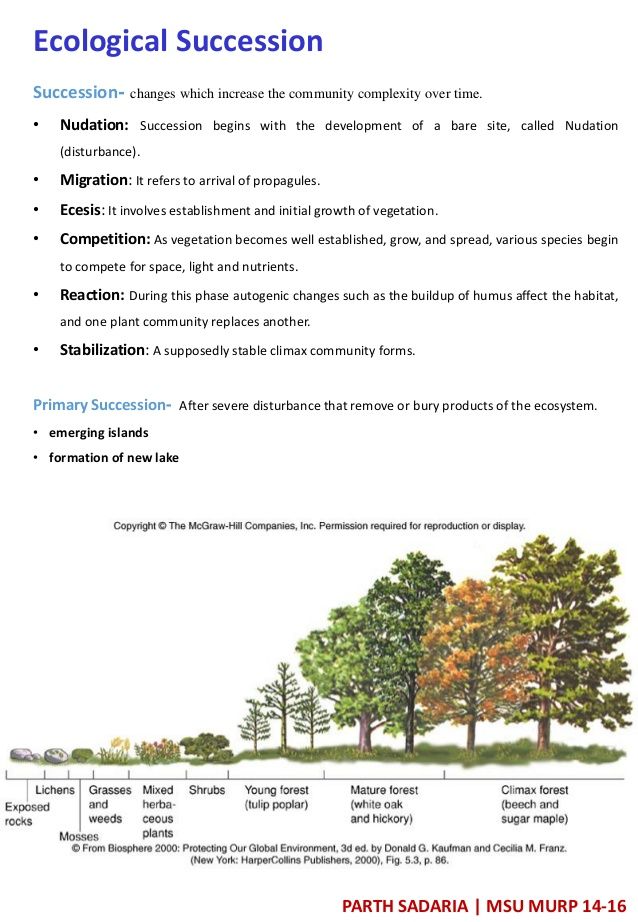 Ecological Succession Worksheet Answer Key