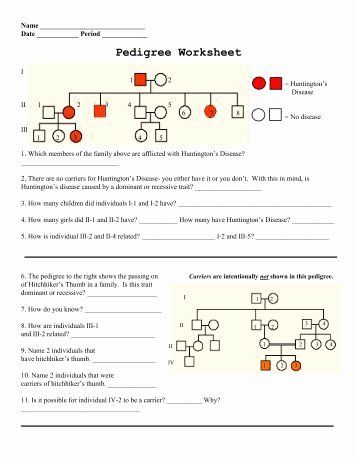 Key Pedigree Worksheet Answers