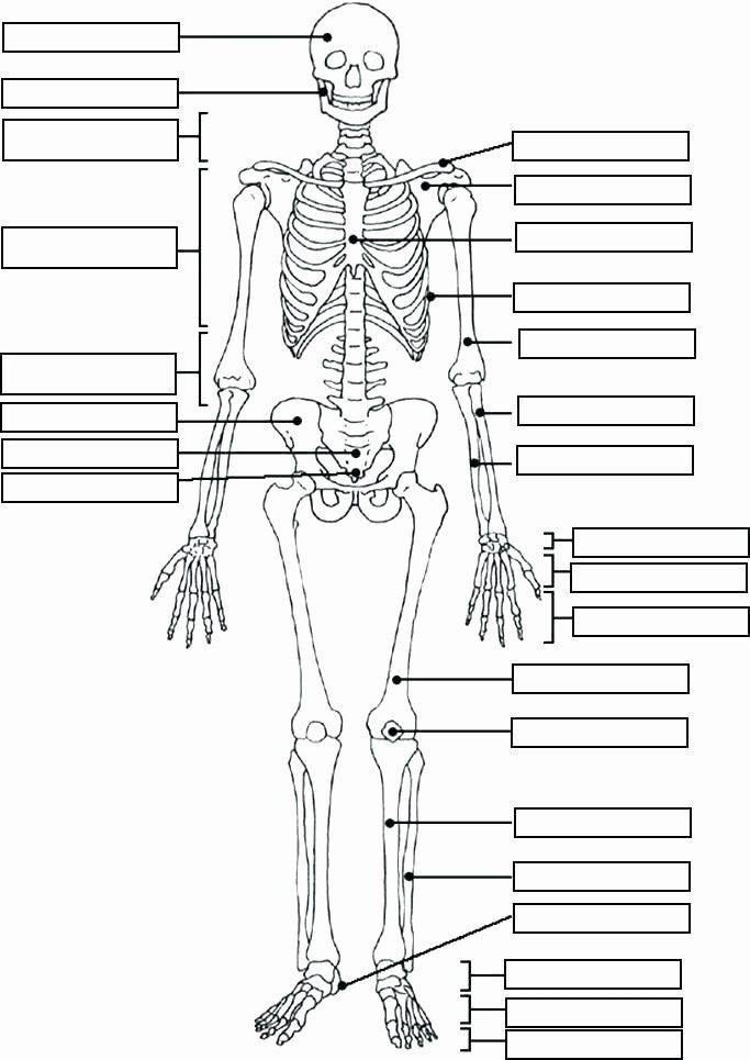 Anatomy Worksheets Free