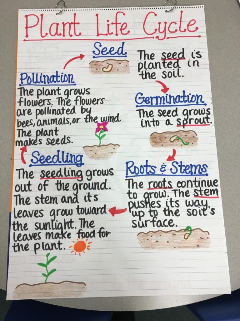 Plant Life Cycle Worksheet Grade 5