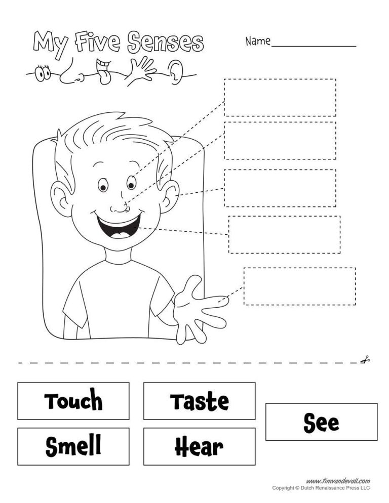 Five Senses Worksheets For Preschool