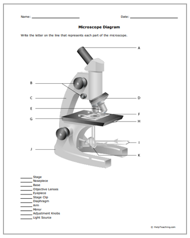 Microscope Worksheet Grade 7