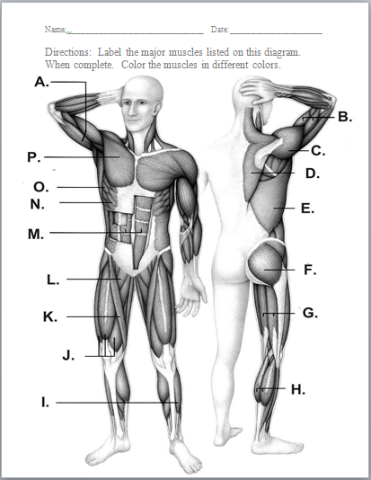 Muscular System Worksheet Answer Key