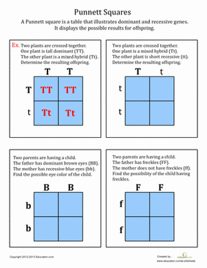 Punnett Square Worksheet 1