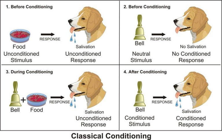 Psychology Classical Conditioning Worksheet