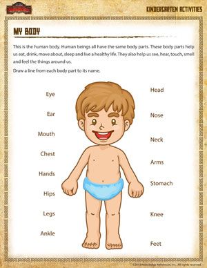 My Body Worksheets For Toddlers