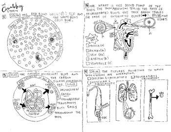 Osmosis Worksheet Backside