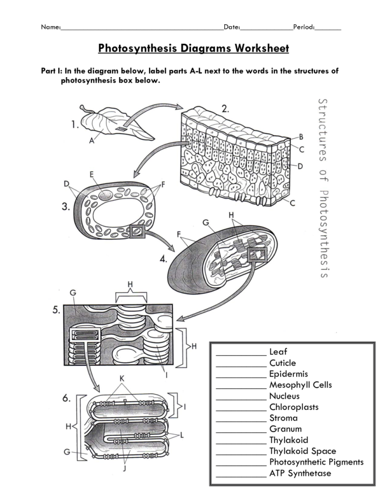 Photosynthesis Review Worksheet Answers Biology