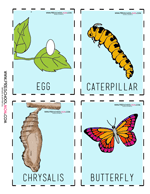 Life Cycle Of A Butterfly Printables Preschool