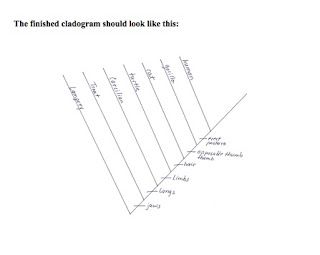 Cladogram Worksheet Key