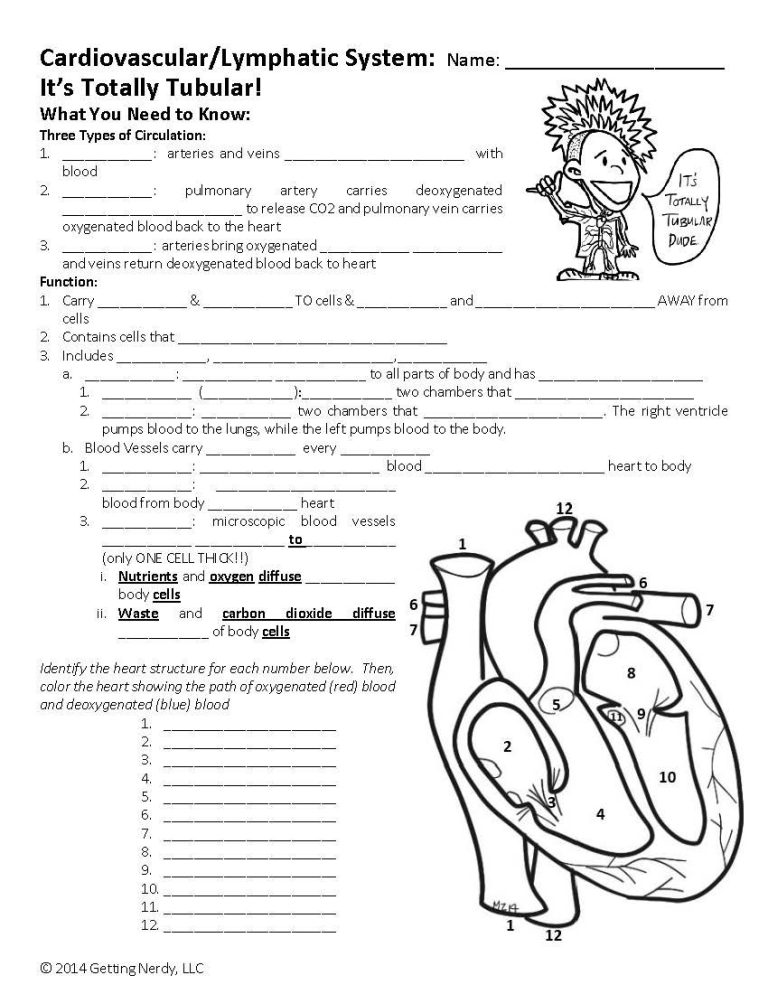 Circulatory System Worksheet Answer Key