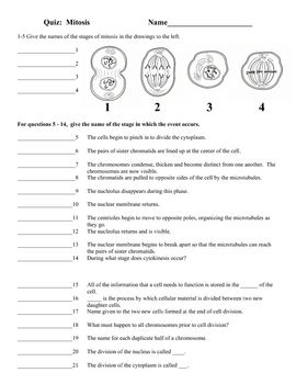 Mitosis Worksheet And Diagram Identification