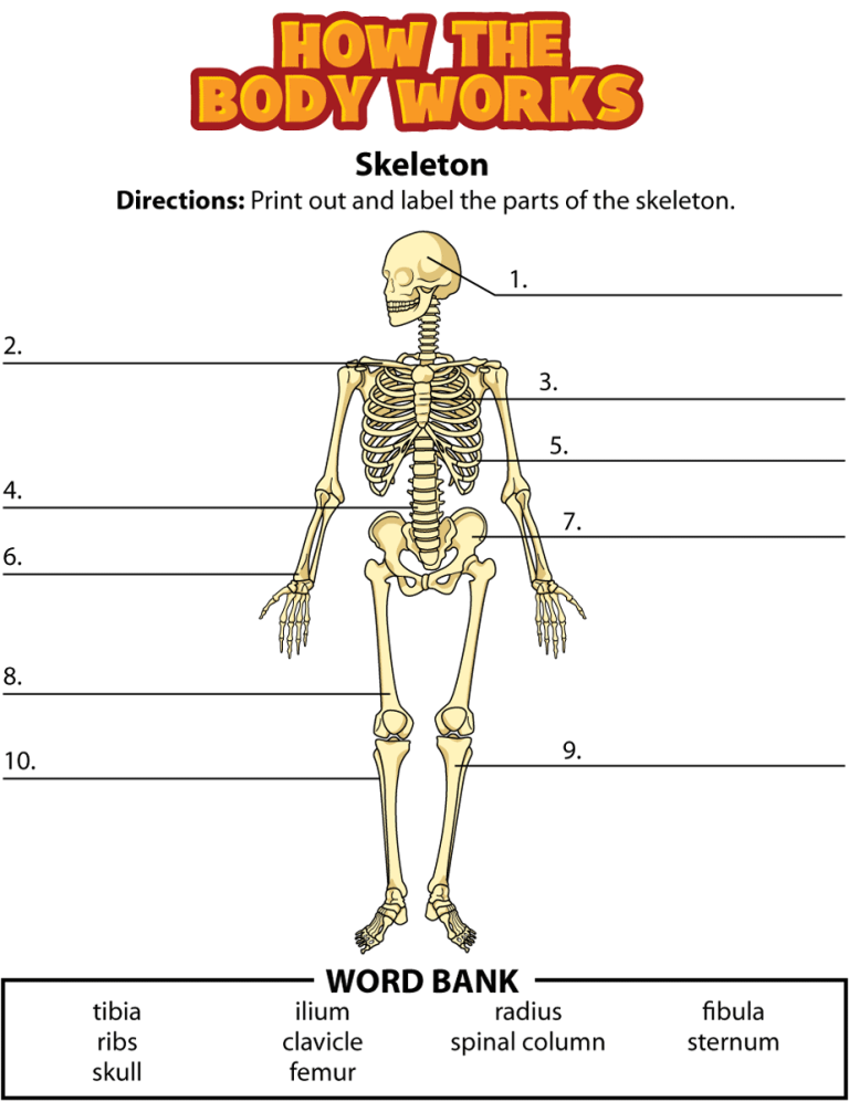 Skeletal System Worksheet