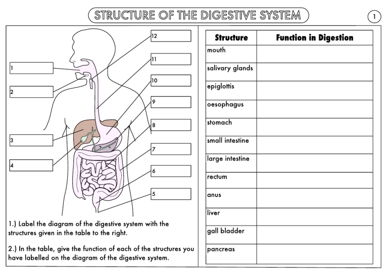 Digestive System Worksheet 2