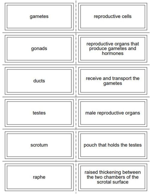 Male Reproductive System Worksheet Pdf