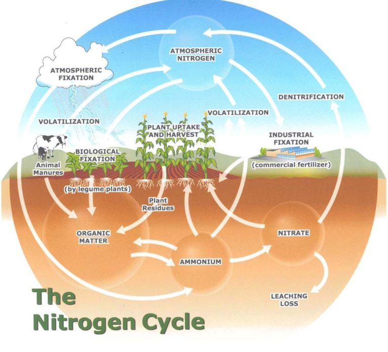 Nitrogen Cycle Worksheets Grade 8