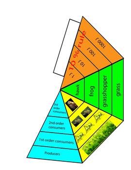 Biology Ecological Pyramids Worksheet