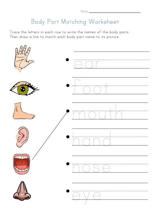 Body Part Worksheets For Kids