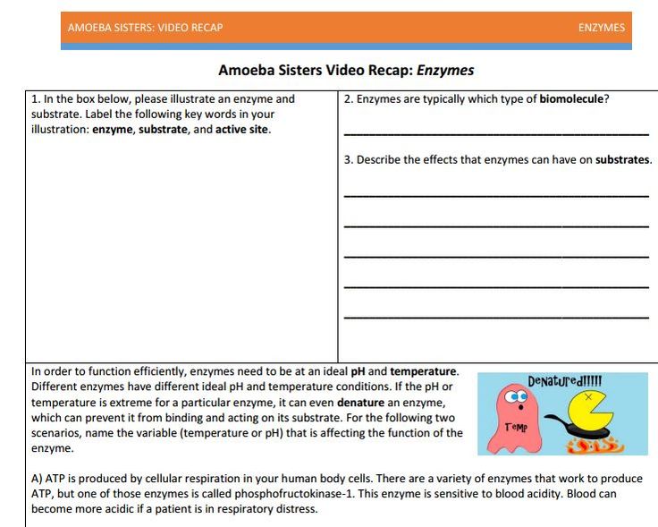 Amoeba Sisters Mitosis Worksheet Answer Key