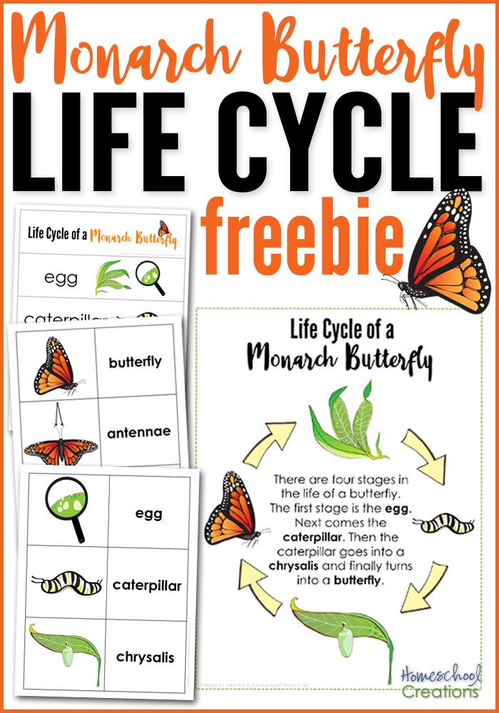 Life Cycle Of A Butterfly Printables