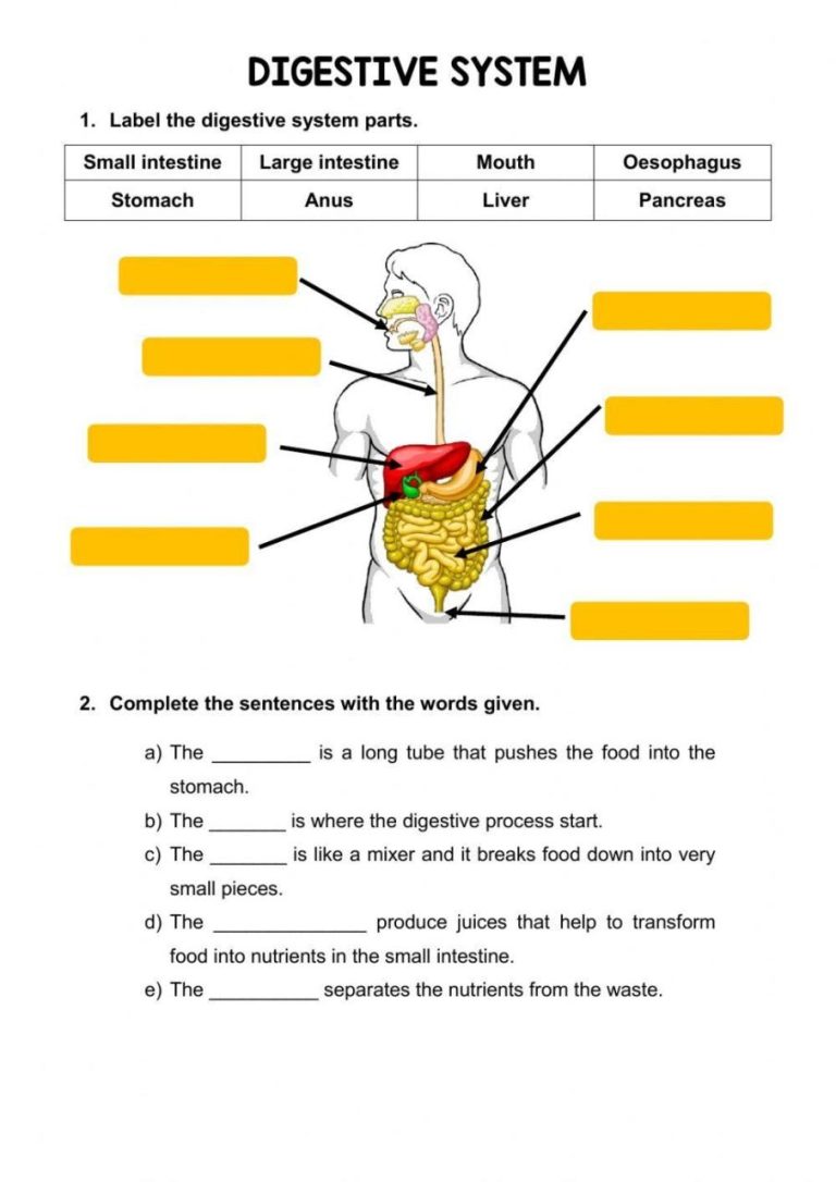 Digestive System Worksheet With Answers