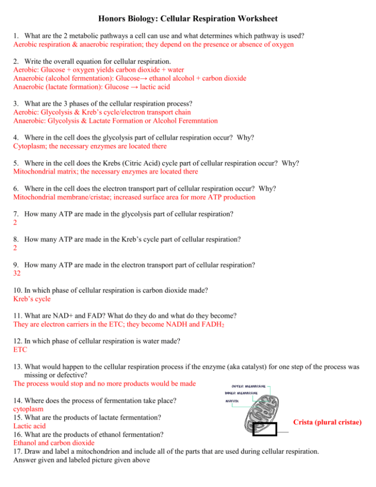 Photosynthesis Worksheet Pdf Answers