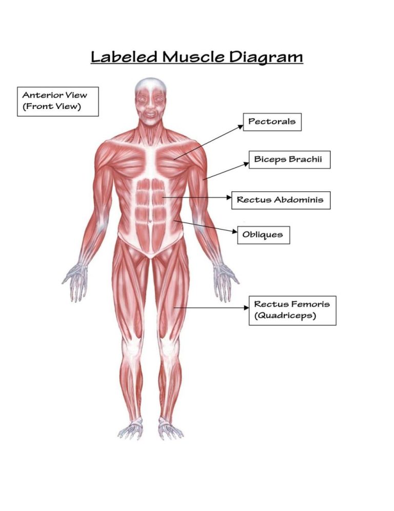 Muscular System Worksheet Answers