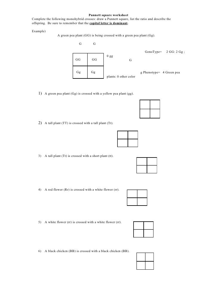 Punnett Square Worksheet With Answers