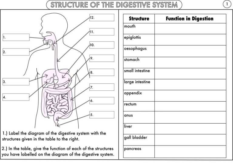 Digestive System Worksheet Labeled