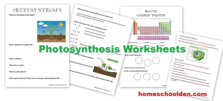 Photosynthesis Worksheet