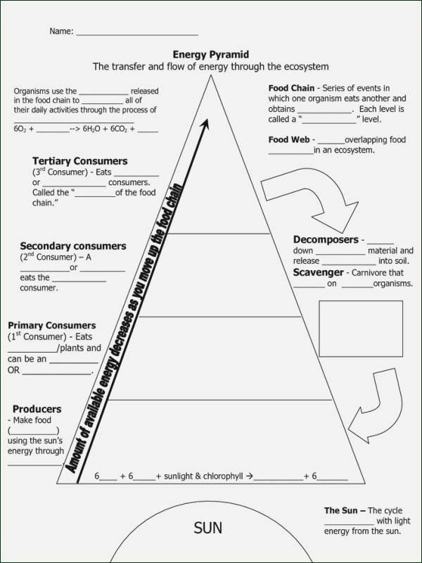 Ecological Pyramids Worksheet