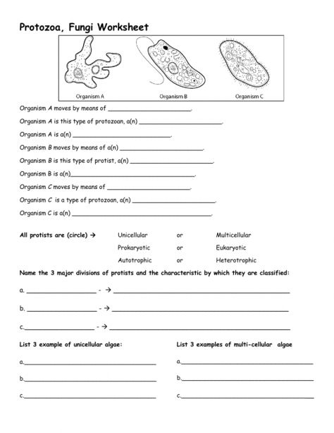 Biology Worksheets Pdf