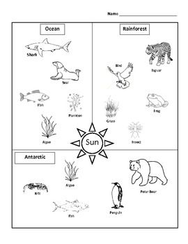 Food Web Worksheet Mcas Practice