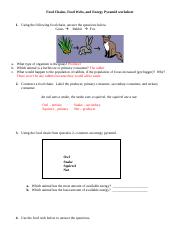 Energy Pyramid Worksheet Doc