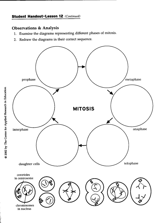 Mitosis Worksheet And Diagram Identification Answers