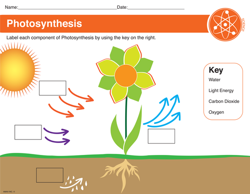 Photosynthesis Worksheet Free